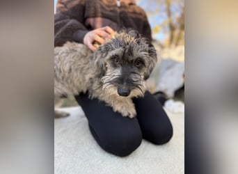 MILO - Kleiner Stubbel sucht seine Familie