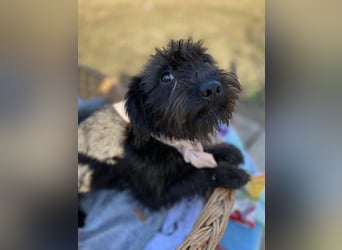 ZOEY - Zucker süße kleine Maus sucht ihre Familie