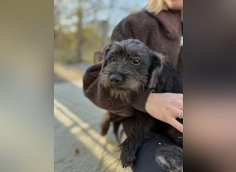 NEO - Junger Rüde, rundum verträglich, wenig haarend