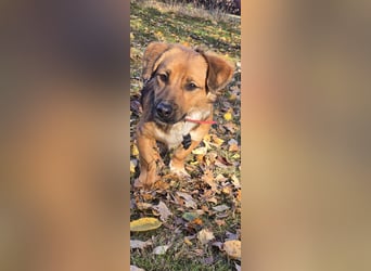 Socke sucht ein neues Zuhause