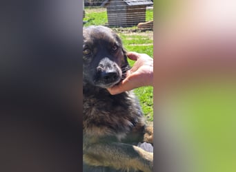 Elio sucht ein neues Zuhause