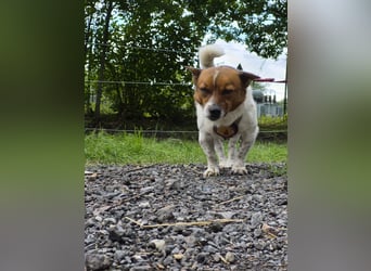 Lutz sucht ein neues Zuhause