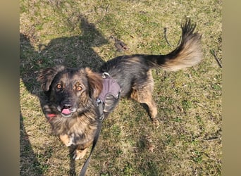 Elio sucht ein neues Zuhause