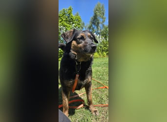 Phili sucht ein neues Zuhause