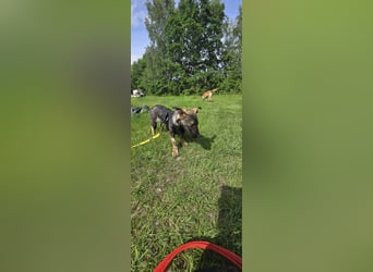Änni sucht ein neues Zuhause