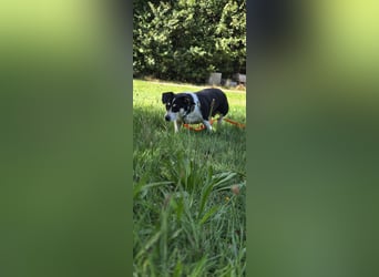 Ginny sucht ein neues Zuhause 