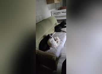 Vanilla sucht ein neues Zuhause