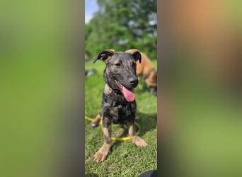 Änni sucht ein neues Zuhause
