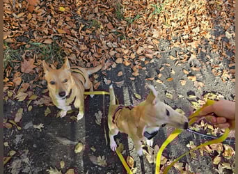 Maila und Alanna suchen ein neues Zuhause