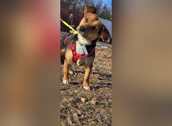 Kassandra sucht ein neues Zuhause