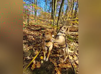 Maila und Alanna suchen ein neues Zuhause