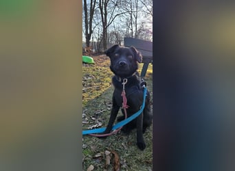 Dara sucht ein neues Zuhause