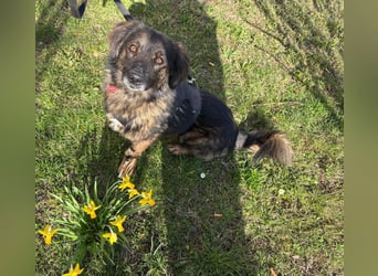 Elio sucht ein neues Zuhause