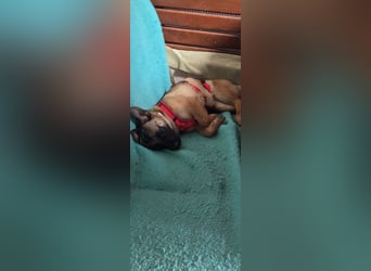 Minnimi sucht Familie mit Lust am Training