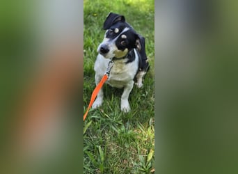 Ginny sucht ein neues Zuhause 