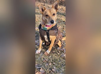 Maila sucht ein neues Zuhause