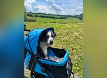 Strubbel sucht Menschen zum lieb haben.