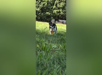 Ginny sucht ein neues Zuhause 