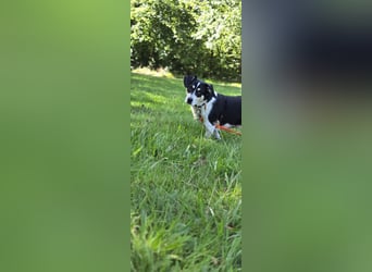 Ginny sucht ein neues Zuhause 
