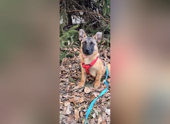 Minnimi sucht Familie mit Lust am Training