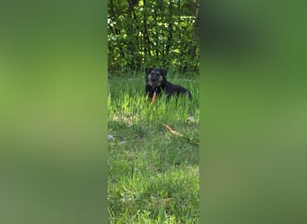 Phili sucht ein neues Zuhause