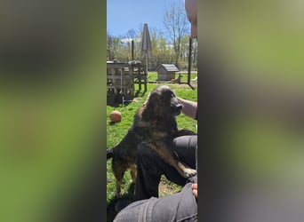 Elio sucht ein neues Zuhause