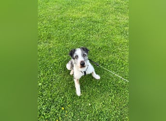 Strubbel sucht Menschen zum lieb haben.