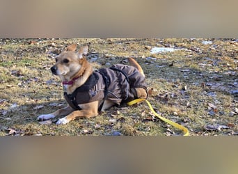 Maila sucht ein neues Zuhause