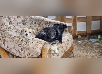 Bobble und Baghira suchen ein neues Zuhause