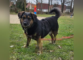 Phili sucht ein neues Zuhause