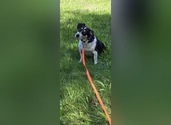 Ginny sucht ein neues Zuhause 