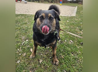 Phili sucht ein neues Zuhause