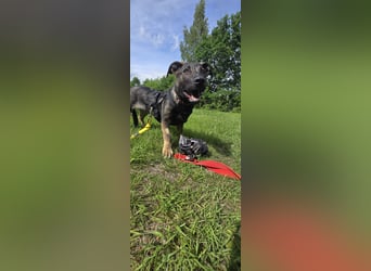 Änni sucht ein neues Zuhause