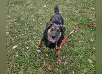 Phili sucht ein neues Zuhause