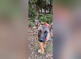 Minnimi sucht Familie mit Lust am Training