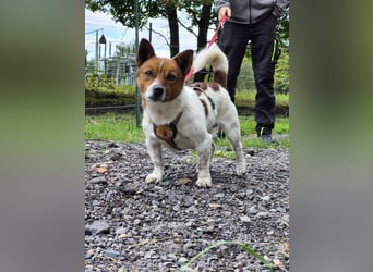 Lutz sucht ein neues Zuhause