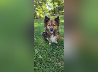 Lenny sucht ein neues Zuhause
