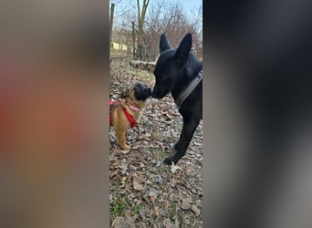 Minnimi sucht Familie mit Lust am Training