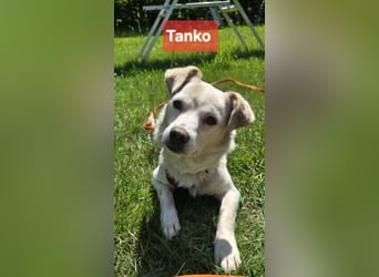 Tanko sucht seine Partner