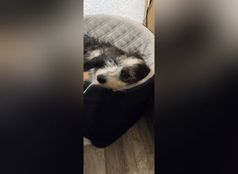 Vanilla sucht ein neues Zuhause