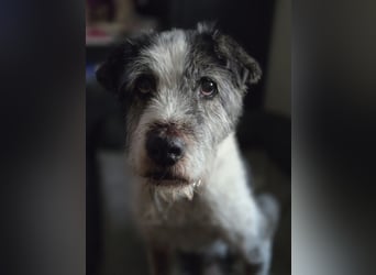 Strubbel sucht Menschen zum lieb haben.