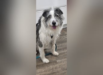 Strubbel sucht Menschen zum lieb haben.