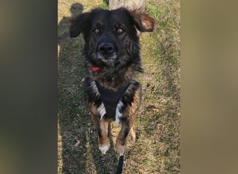 Elio sucht ein neues Zuhause