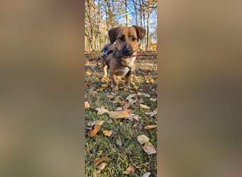 Socke sucht ein neues Zuhause