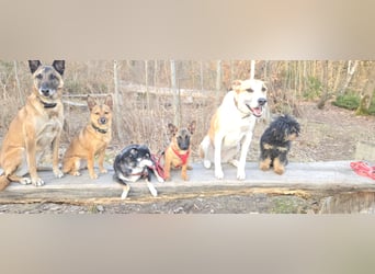 Minnimi sucht Familie mit Lust am Training