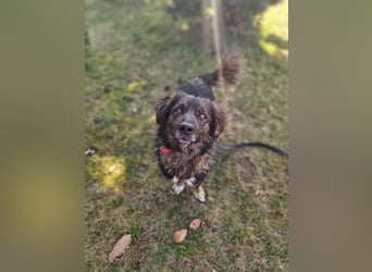 Elio sucht ein neues Zuhause