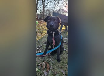 Dara sucht ein neues Zuhause