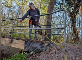 Maja, klein, schnuckelig sucht ihre Menschen