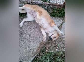 Nele, sanftes Wesen sucht ihre Menschen