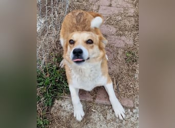 Nele, sanftes Wesen sucht ihre Menschen